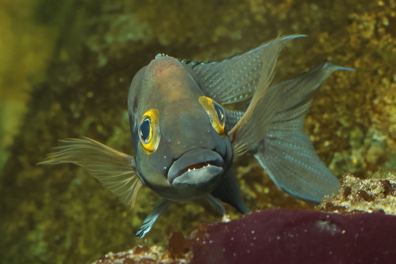 Neolamprologus furcifer 'Sibwesa'